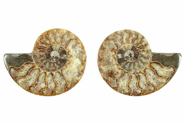 Cut & Polished, Agatized Ammonite Fossil - Madagascar #344479